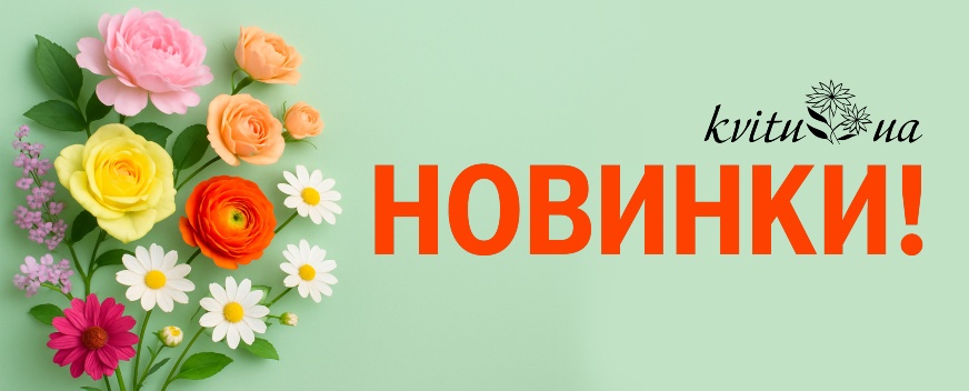 Новинки