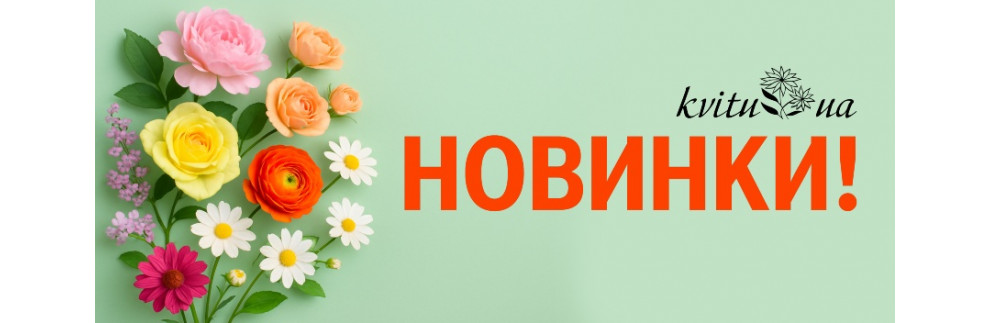 Новинки