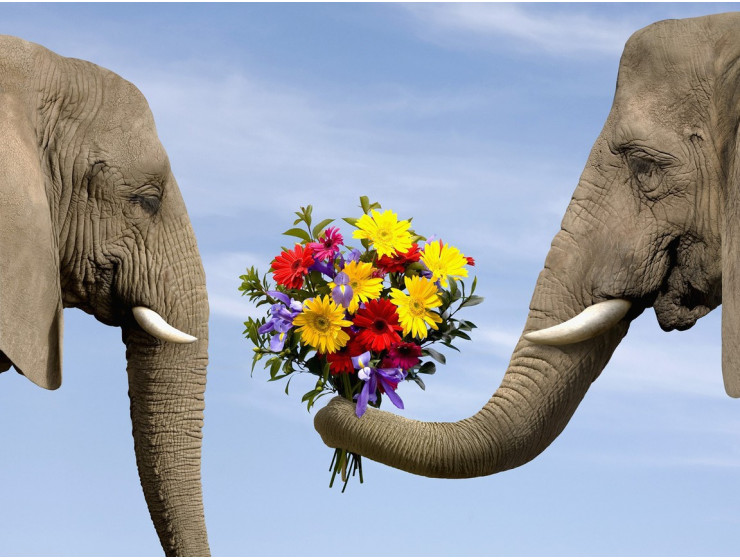 Уроки цветочного этикета: кому и когда стоит дарить цветы, каких сортов дарят цветы