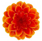 Штучні квіти букет Колібрі, 49см 138/Р зображення 5