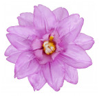 Искусственные цветы букет клематиса,  44 см  0165 изображение 3