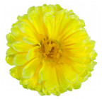 Искусственные цветы букет хризантем атласных , 50см  137 изображение 13