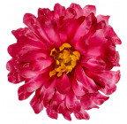Искусственные цветы букет хризантем атласных , 50см  137 изображение 4