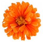 Искусственные цветы букет хризантем атласных , 50см  137 изображение 5