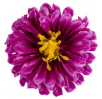 Искусственные цветы букет хризантем атласных , 50см  137 изображение 9
