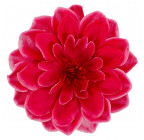 Искусственные цветы букет георгины Колибри, 49см  138 изображение 13