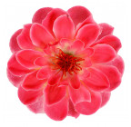 Штучні квіти букет жоржин Колібрі, 49см 138 зображення 5