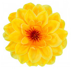 Искусственные цветы букет георгины Колибри, 49см  138 изображение 6
