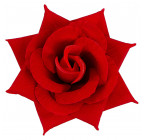 Роза бархат Идеал, 15см  Рбр изображение 1