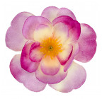 Искусственные цветы букет бегоний, 34см  167 изображение 10