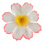 Искусственные цветы букет примулы высокие, 34см 7006 изображение 7