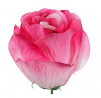 Искусственные цветы букет розы атласные Бокал, 67см  7064 изображение 11