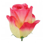 Искусственные цветы букет розы атласные Бокал, 67см  7064 изображение 6