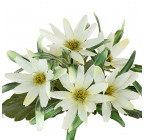 Штучні квіти букет айстри декоративні бордюр, 21см 375 зображення 4
