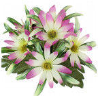Штучні квіти букет айстри декоративні бордюр, 21см 375 зображення 5