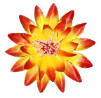 Искусственные цветы букет кувшинки, 36см  0066К изображение 4