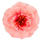 Искусственные цветы букет пионов Рассвет, 43см  472 изображение 9