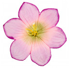 Искусственные цветы букет ландыш, 35см  0Д-22 изображение 10