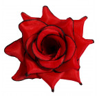 Роза нарядная, 13см  РсК изображение 11