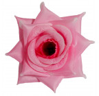 Троянда нарядна, 13см РсК зображення 12