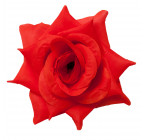 Троянда нарядна, 13см РсК зображення 14