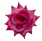 Троянда нарядна, 13см РсК зображення 16