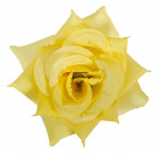 Троянда нарядна, 13см РсК зображення 23