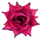 Роза нарядная, 13см  РсК изображение 29