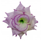 Троянда нарядна, 13см РсК зображення 6