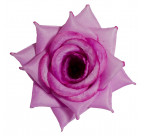 Роза нарядная, 13см  РсК изображение 9