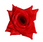 Роза нарядная, 13см  РсК изображение 10
