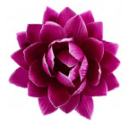 Искусственные цветы букет атласных лотосов VIP, 51см  112 изображение 7