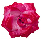 Искусственная Роза крупная атлас, 15см   Р-69к изображение 33
