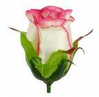 Искусственные цветы букет бутонов роз Римма, 69см  110 изображение 8