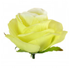 Троянда на ніжці, 63см Р-0 зображення 8