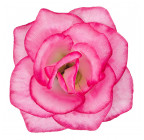 Искусственная Роза средняя шёлк, 10см  РхбК изображение 24