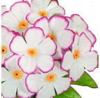 Штучні квіти букет фіалок бордюрних, 23см 861 зображення 2