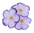 Искусственные цветы букет фиалок бордюрных, 23см  861 изображение 5